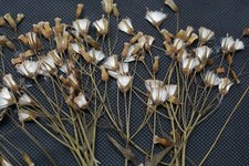 100 Natural Pressed Flowers   Organic, Durable, Real for DIY  Floral D cor