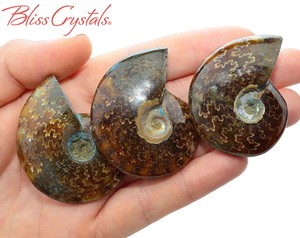1 Large Sutured Ammonite Fossil Chambered Nautilus 1 9 Whole Shell Sa03 Ebay