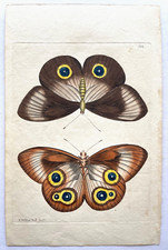 1795-1809 SHAW & NODDER HC Copper Engraved BUTTERFLY/INSECT PRINTS - YOU SELECT