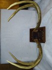 Vintage  large 6 Point Whitetail Deer ANTLER RACK MOUNT Cabin Decor — photo 8