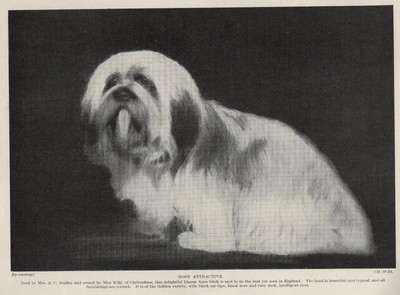 Lhasa Apso ''Beauty'' - 1934 Vintage Antique Dog Art ''Photo'' Print - CUSTOM MATTED