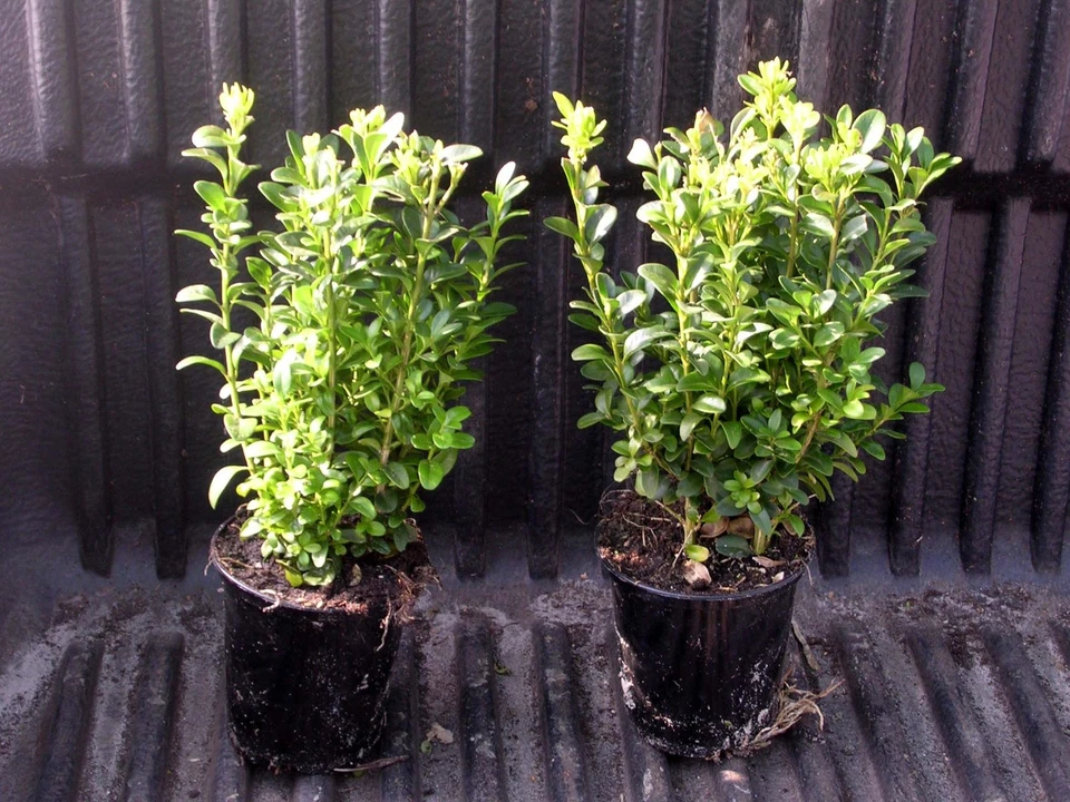 100 Buchsbaum Pflanzen im Topf, Buxus, Höhe: 10-15 cm, sehr buschig ! - Bild 2 von 2