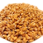 1kg Organic Raw Wheat Berries for REJUVELAC- Probiotic Enzyme Rich Water Drink