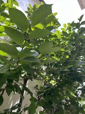 20  fresh  Organic Persimmon leaves ( Shiziye...