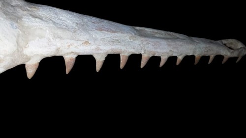 Prehistoryczny krokodyl argochampsa rabsi okaz era jurajska skamieniałości morskie - Zdjęcie 4 z 13