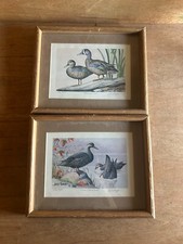 Artist Signed Waterfowl Print Lot Art Long Feeding Black Ducks Blue Winged Teal