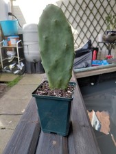 Prickly Pear Cactus, Rooted, Potted In 9cm Pot