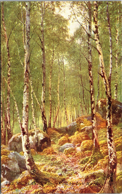 Birch Wood by Loch Maree Raphael Tuck Bonnie Scotland Series UK Postcard D82