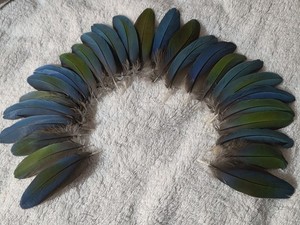 Macaw Parrot Bird  Feathers HYBRID! Blue,Green.
