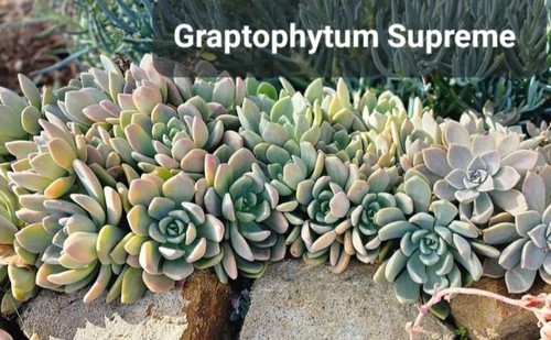 24 Rare Rooted Succulent Pack With Names Free Post - Picture 19 of 24