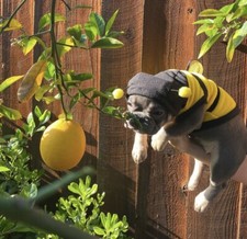  small bee dog costume/clothing