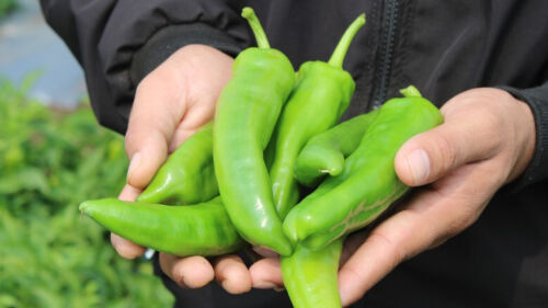 75ct NuMex 6-4 Hatch Chili Pepper Seeds! Very Mild Med Size Hatch 4-7 Inches