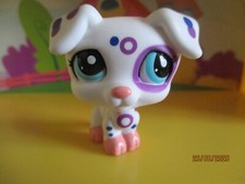 Petshop Chien Jack Russel