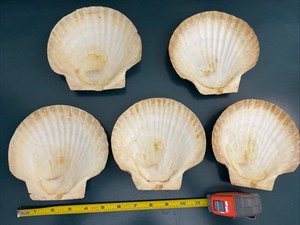 Set Of 5 Natural Mexican Deep Cup scallop shells 6 Inches