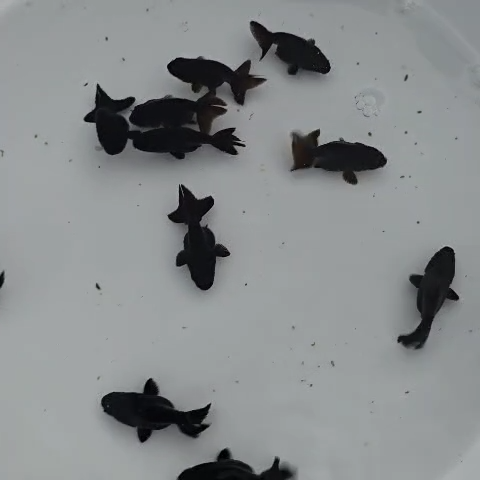 Live Fish Ranchu Thai Jet Black 'No Eye Ranchu' 1.2-1.5 inches - Volume ...