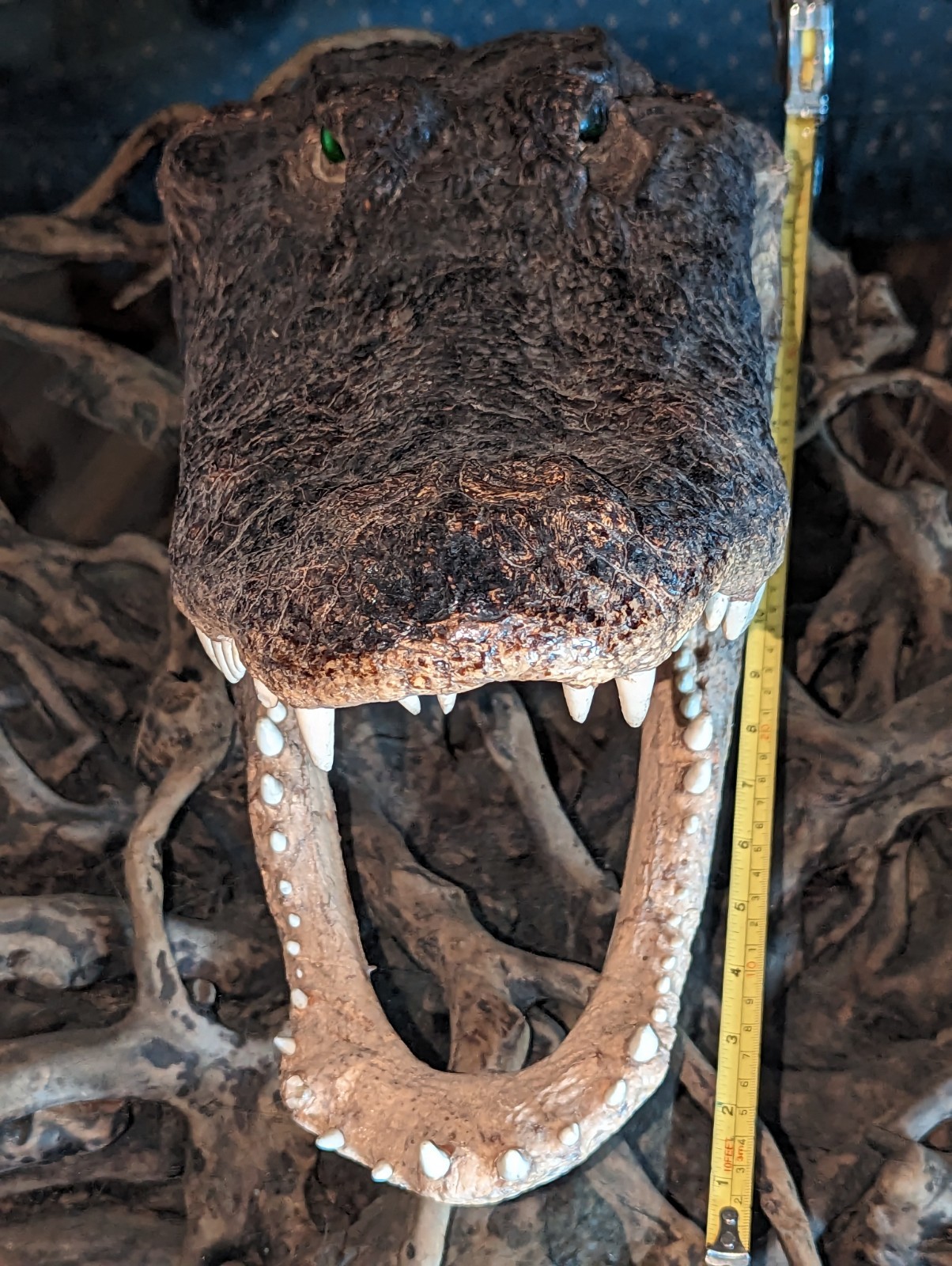 Taxidermy Alligator Gator Head Mount  Hunting Cabin Decor Lodge 16 Inches Long