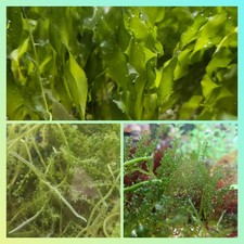 Live Macro Algae Caulerpa Multi Pack: 1ft Grape And 5 Leaf Seagrass