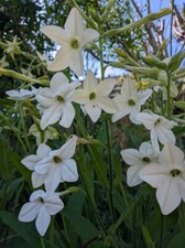 Nicotiana alata 'Grandiflora' - Jasmine Tobacco Plant X 200 SEEDS Garden Annual