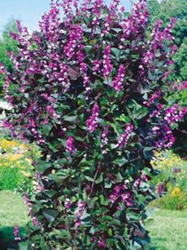 Organic Flower Seeds Hyacinth Bean "Dolichos Lablab" Natural Vine Beans, Ukraine - Picture 1 of 6