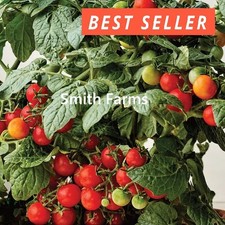 50 Seeds Veranda Red Tomato Hybrid Juicy Easy to Grow Vegetable Garden