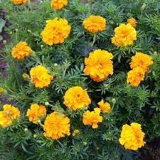 300 AFRICAN MARIGOLD "CRACKERJACK" SEEDS FRESH FOR YOUR FLOWER POTS AND GARDENS