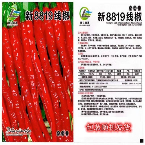 线椒种子辣椒种子四季长青1包约500粒 1 pack of chili seeds, approximately 500 pieces - Picture 7 of 14