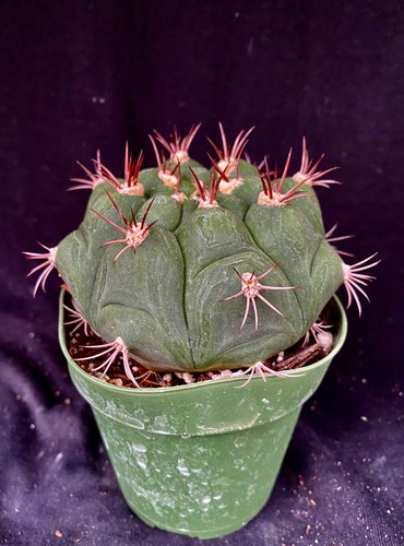 Gymnocalycium pflanzii, cactus plant
