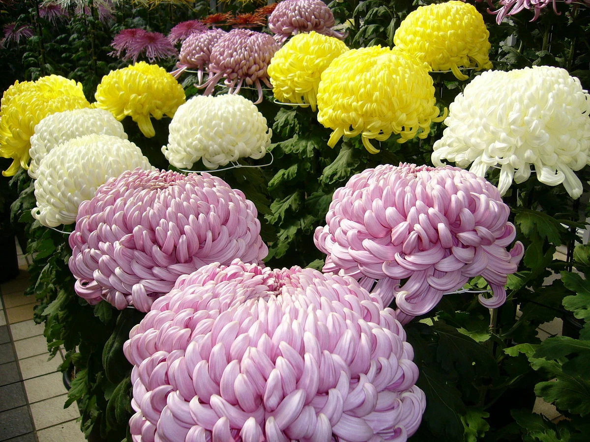 Chrysanthemum perennial outlet