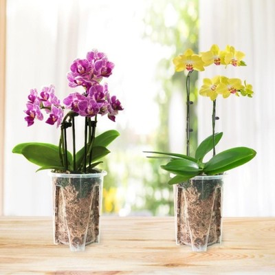 Resin Orchideenbehälter mit Tablett zur Überwachung des Wurzelwachstums 10 x 7