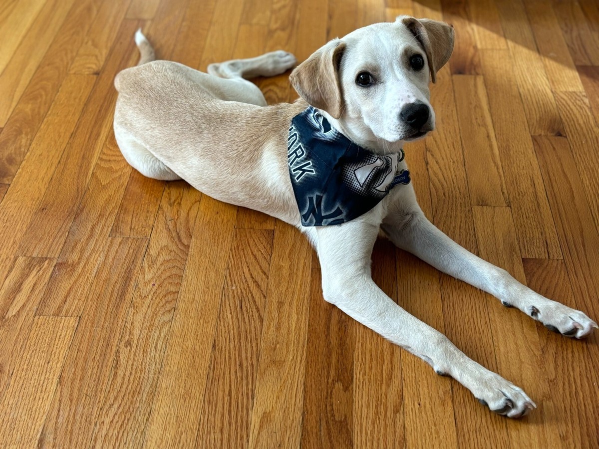 Diy Dog Bandana Over The Collar Sports Pet Bandana, Slip Over The