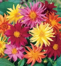 25 Cactus Mix Dahlia Seeds Flower Perennial Flowers Seeds Flowering US 1103