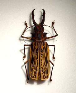 Macrodontia Cervicornis en vente | eBay