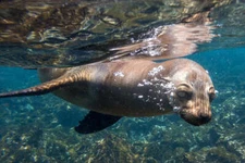 Bubbles, Galapagos Sea Lion by Art Wolfe Fine Art Print Coastal Wildlife 18x26