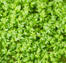 Curled Cress MICROGREEN Seeds | Non-GMO | Heirloom | Seeds for Sprouting
