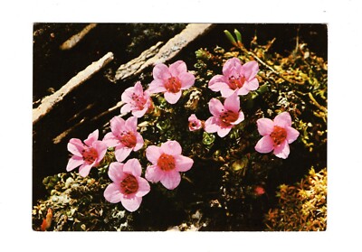 Postcard Flowers and Plants / Red Stone Crusher