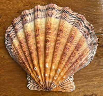 Orange Lions Paw Scallop Seashell 