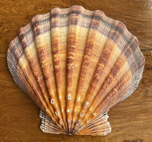 Orange Lions Paw Scallop Seashell 