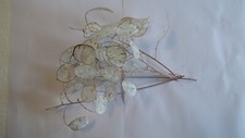 Five dried Lunaria Stems 4"-6" long, with "Silver Dollar" Seed Pods, for crafts.