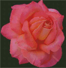 Flower Pink Rose Counted Cross Stitch Chart No.20-101