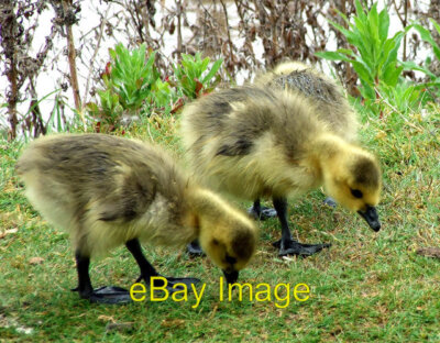 Photo 6x4 Goslings Waters' Edge Park Barton-Upon-Humber These are Canada c2007