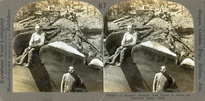 CA02 Felled Monster Sequoia At Converse Basin California Stereoview Card