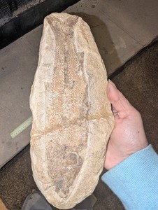 Fossil Fish Tharrhias araripis – Cretaceous Santana Formation Brazil Rare 12'