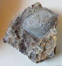 Muschel Laevegatus Tris MU Natur (S223)  Schau mal durch !