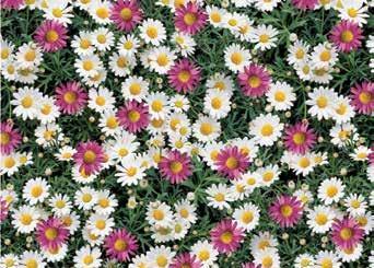 Floral Fruit Tablecloth PVC Vinyl Wipe Clean Oilcloth Latest Designs - Picture 5 of 57