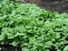 250+ Bloomsdale Spinach Seed Heirloom NON-GMO Always Fresh Seeds Your Garden