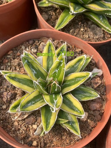 8-10cm Sukkulenten Pflanzen Agave victoriae-reginae 'Kizan' Garten schöne Pflanzen - Bild 4 von 5