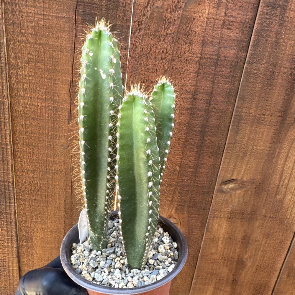 Set of Cereus Hexagonus Cacti