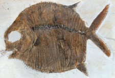 Malm  Gyrodus macrophthalmus  Kugelzahnfisch Fisch  Zandt  Plattenkalk  KE39-6