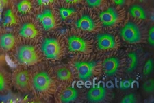 WWC Bob Marley Zoas
