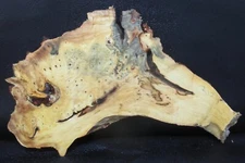 Buckeye Burl slab  #R121  25" x 12 1/4" x 1"